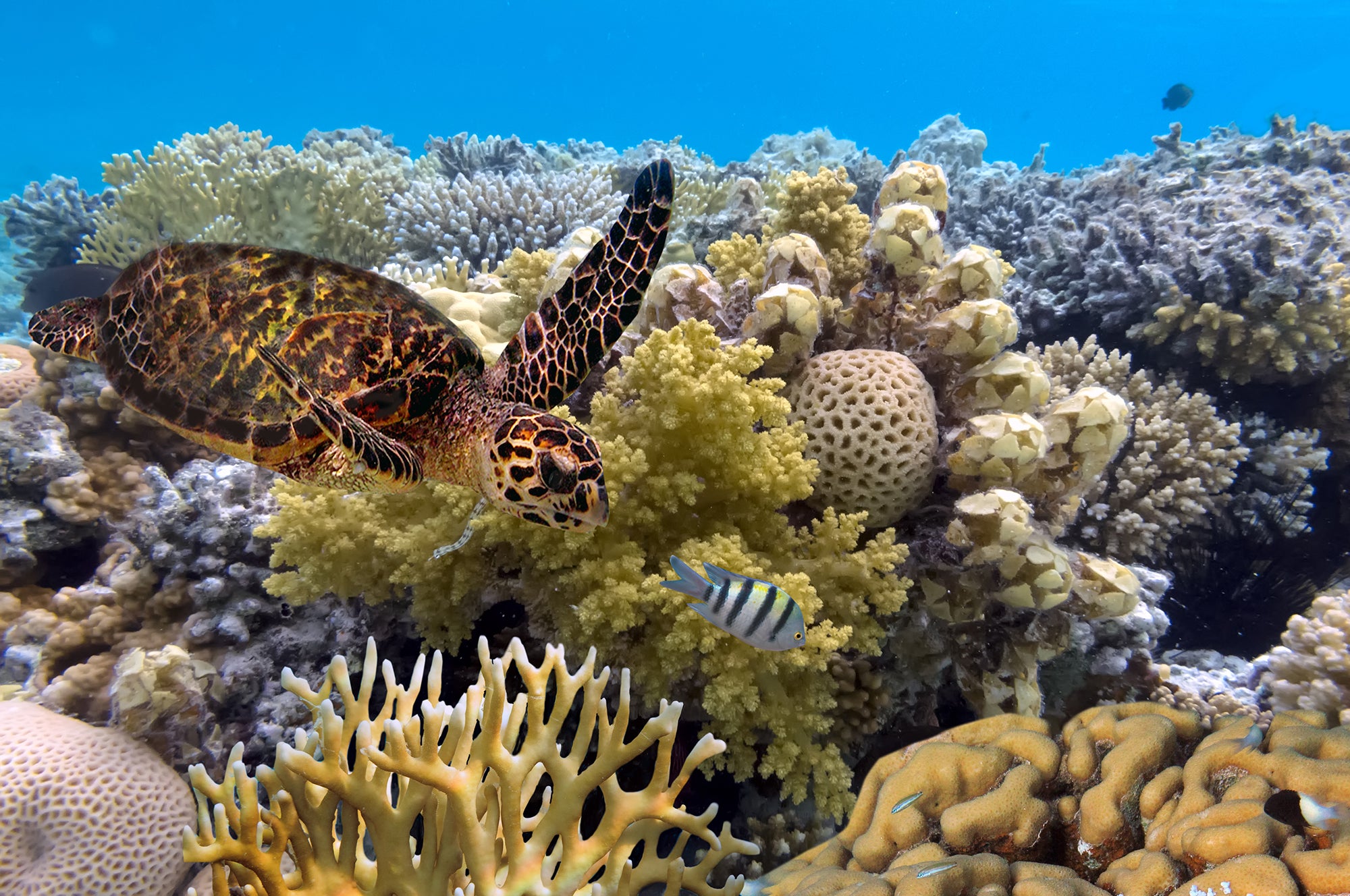 barrier-reef.jpg